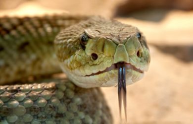 rattlesnake-toxic-snake-dangerous