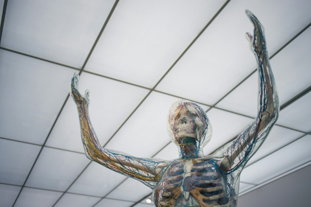 human-nervous-system